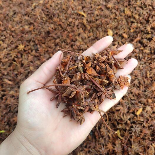 大红八角 大量供应直销产地 欢迎合谈