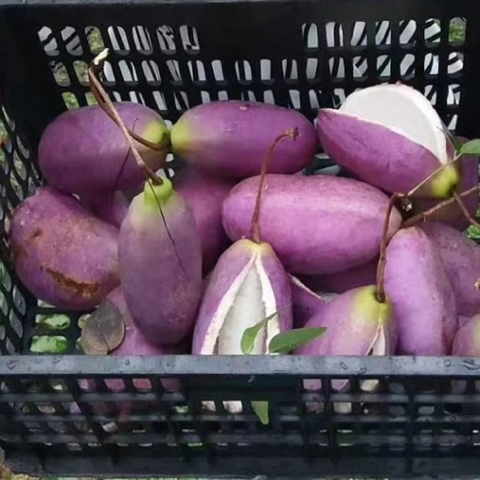 兴义市八月瓜