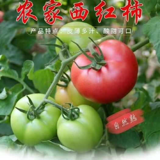 柳城县 [精选]硬粉西红柿大量供应 一件代发/电商/社区团购