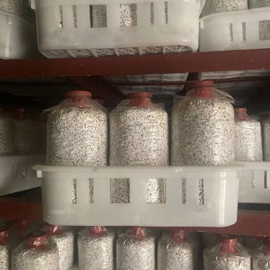 枣庄鸡枞菌菌种 黑皮鸡枞菌包研发生产种植技术指导销售