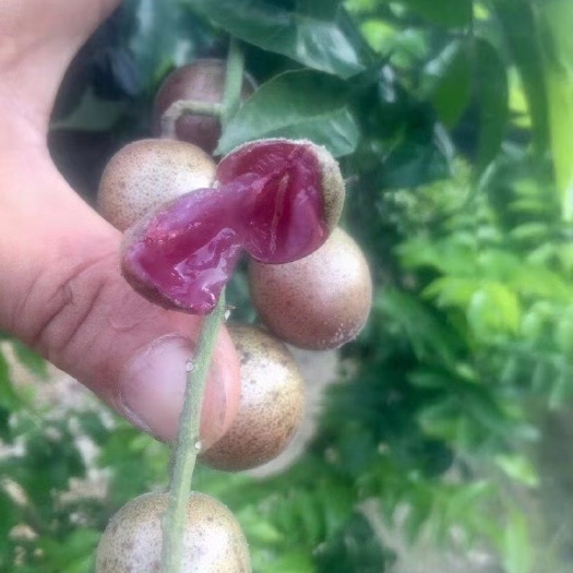 灵山县黄皮果苗  紫肉黄皮苗嫁接正品裸根或带土球出售！