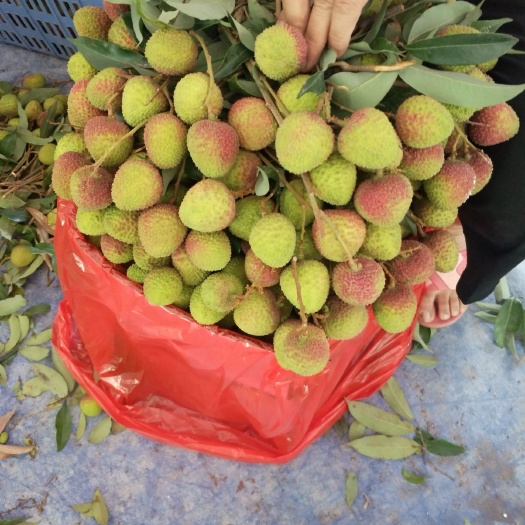 高州市妃子笑荔枝  荔枝