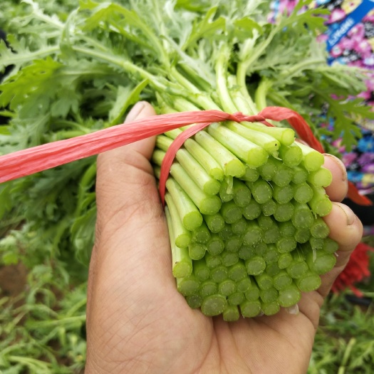天镇县茼蒿