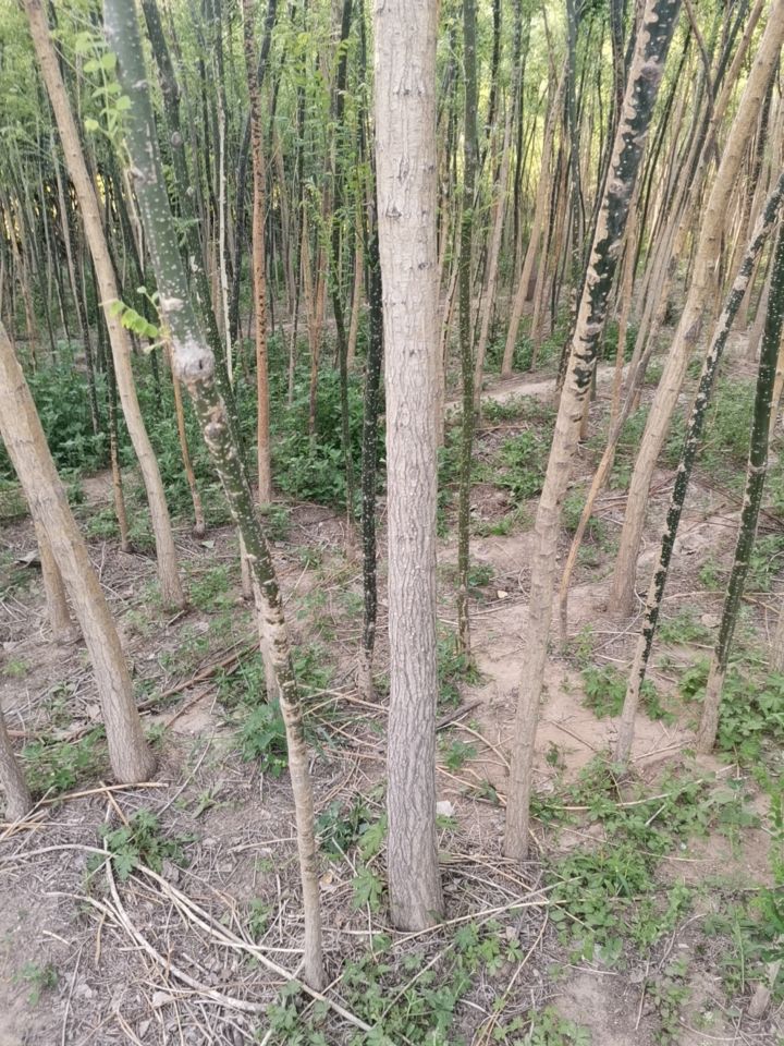 国槐