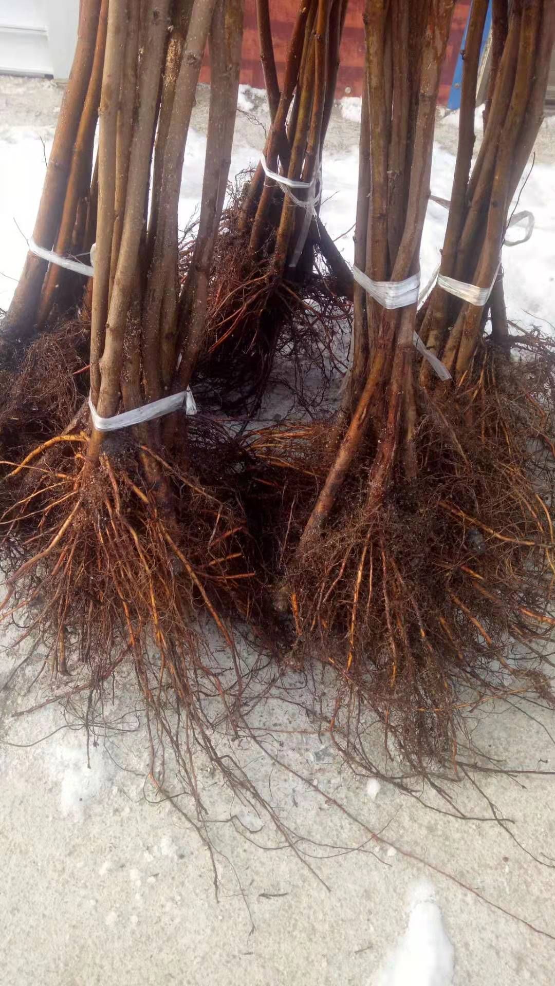 榛子树，平欧大果榛子苗。抗寒品种达维，玉坠。榛子苗