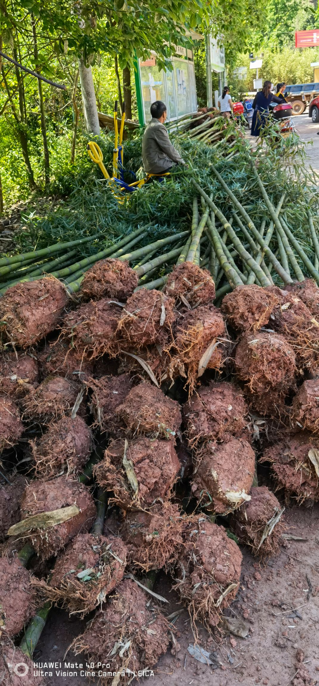 雷竹苗，3-4cm的风景竹，削尖约4米。