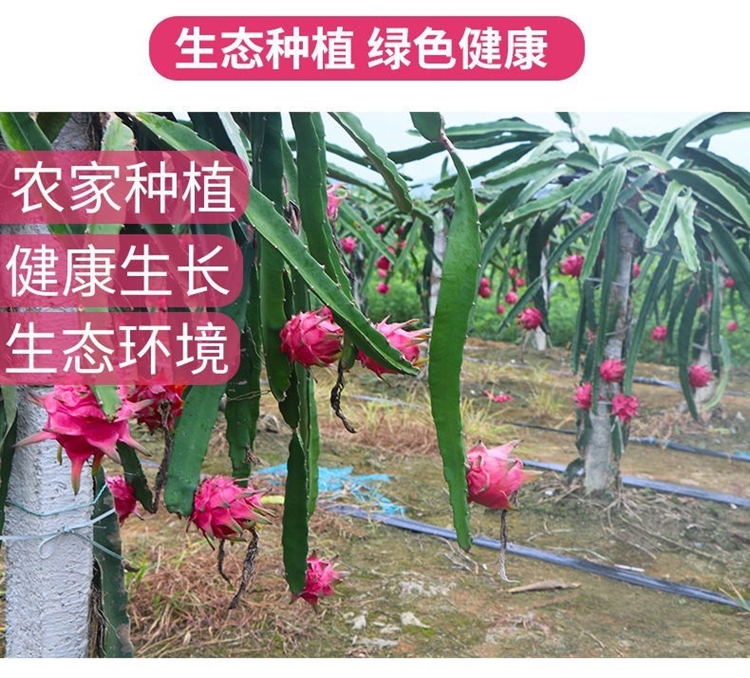 【甜度高】金都1号红心火龙果，皮薄内厚到货会皱皮介意勿拍