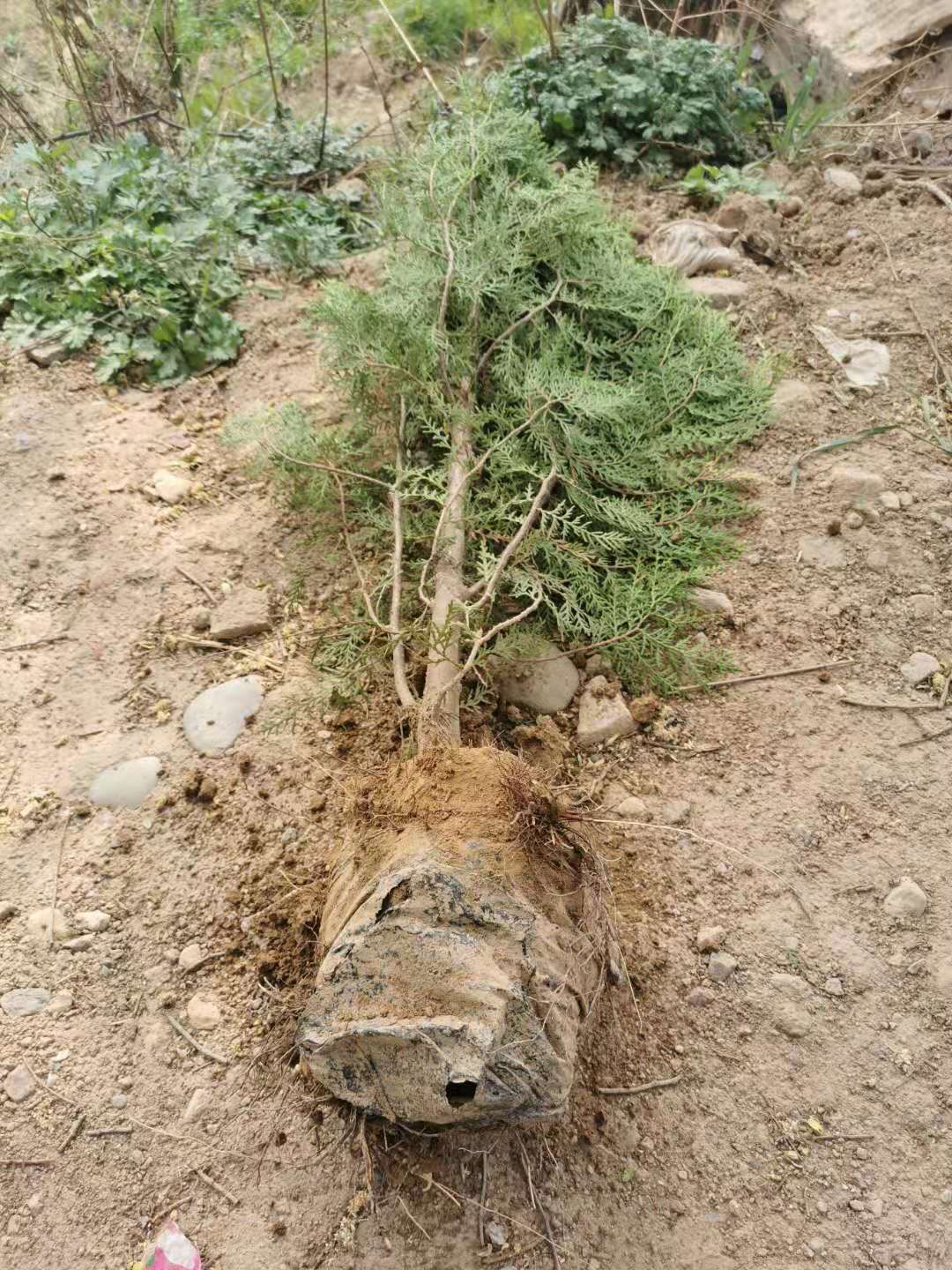 窄冠侧柏 侧柏杯苗，侧柏土球，一米侧柏