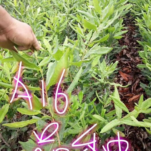 昌宁县夏威夷果树苗 各种品种澳洲坚果嫁接苗