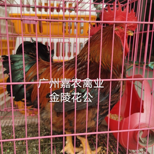 广州麻鸡苗  厂家直销快大-麻红公-金陵麻花麻
