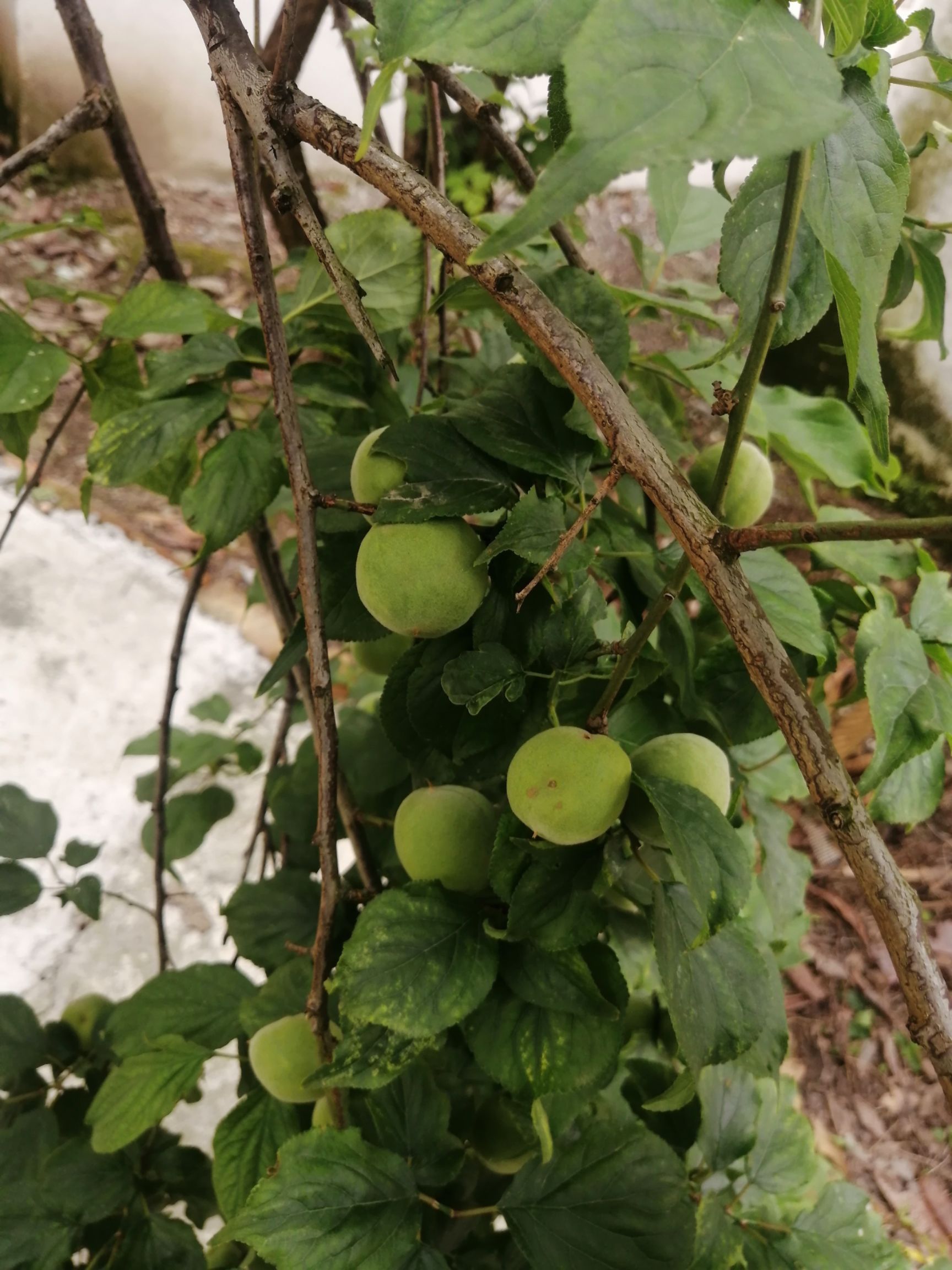 青梅子，规模大，可泡酒，也可加工成各色话梅，脆梅等制品