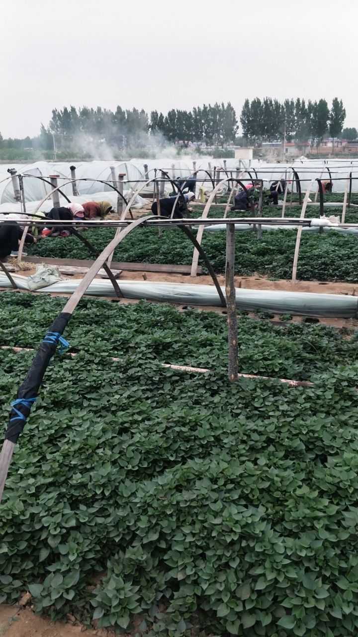 烟薯25号红薯种 苗粗苗壮根须发达，保证质量保证成活率。