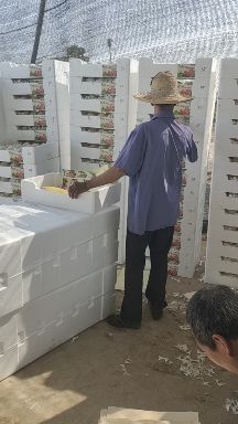 水蜜桃白凤桃 黄桃果欢迎预订