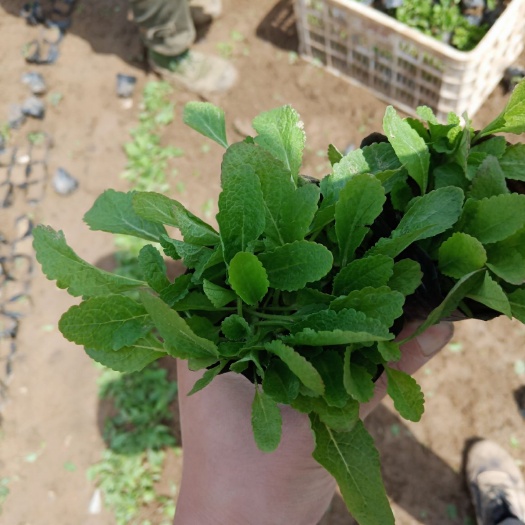 青州市 地被鼠尾草
