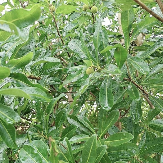 灵山县东魁杨梅树苗  杨梅苗