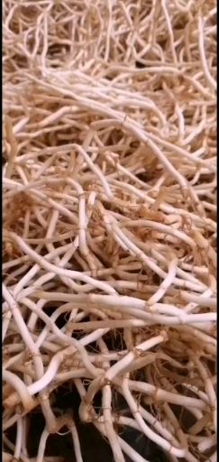 鱼腥草根 云南白根鱼腥草大量有货