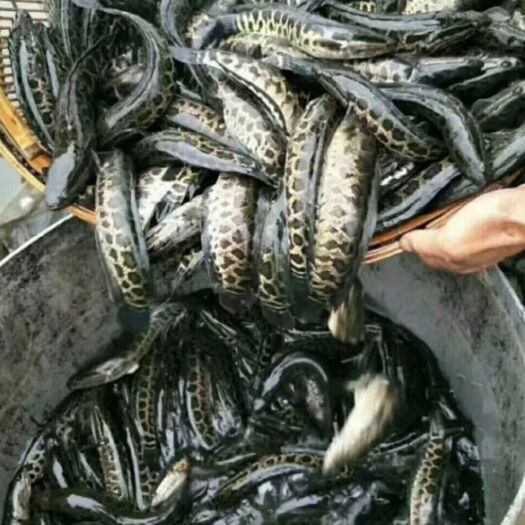 黑鱼苗，基地直供，提供技术支持，抗病能力强