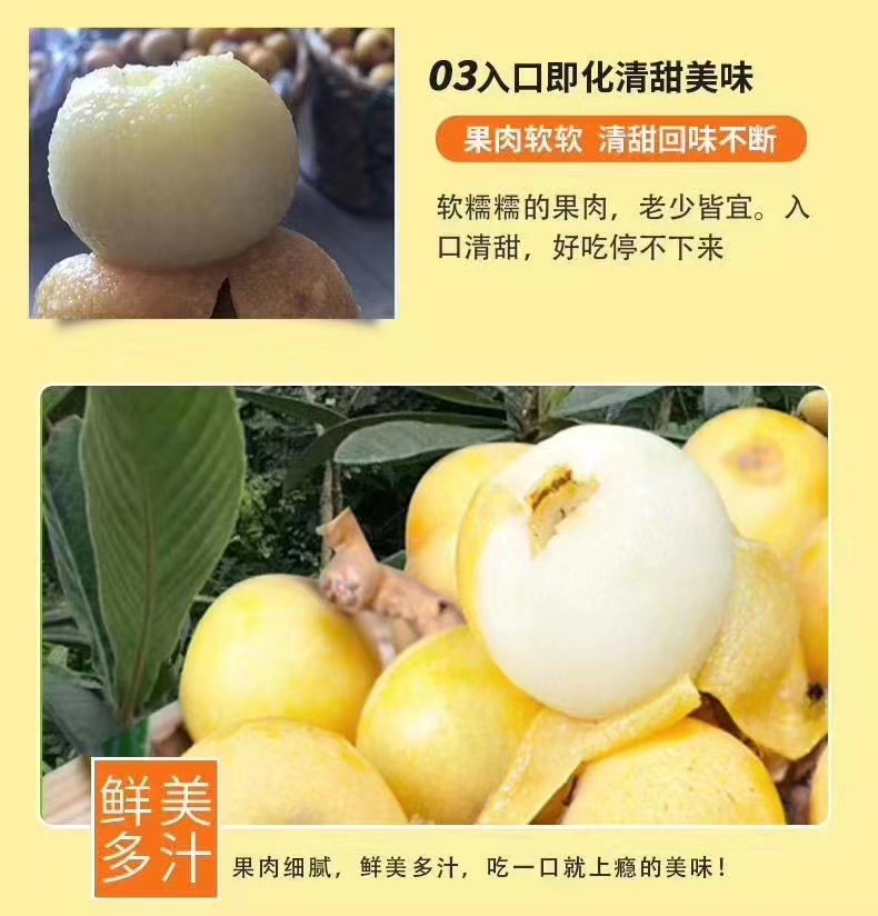 白沙枇杷  苏州东山正宗白玉枇杷时令特产