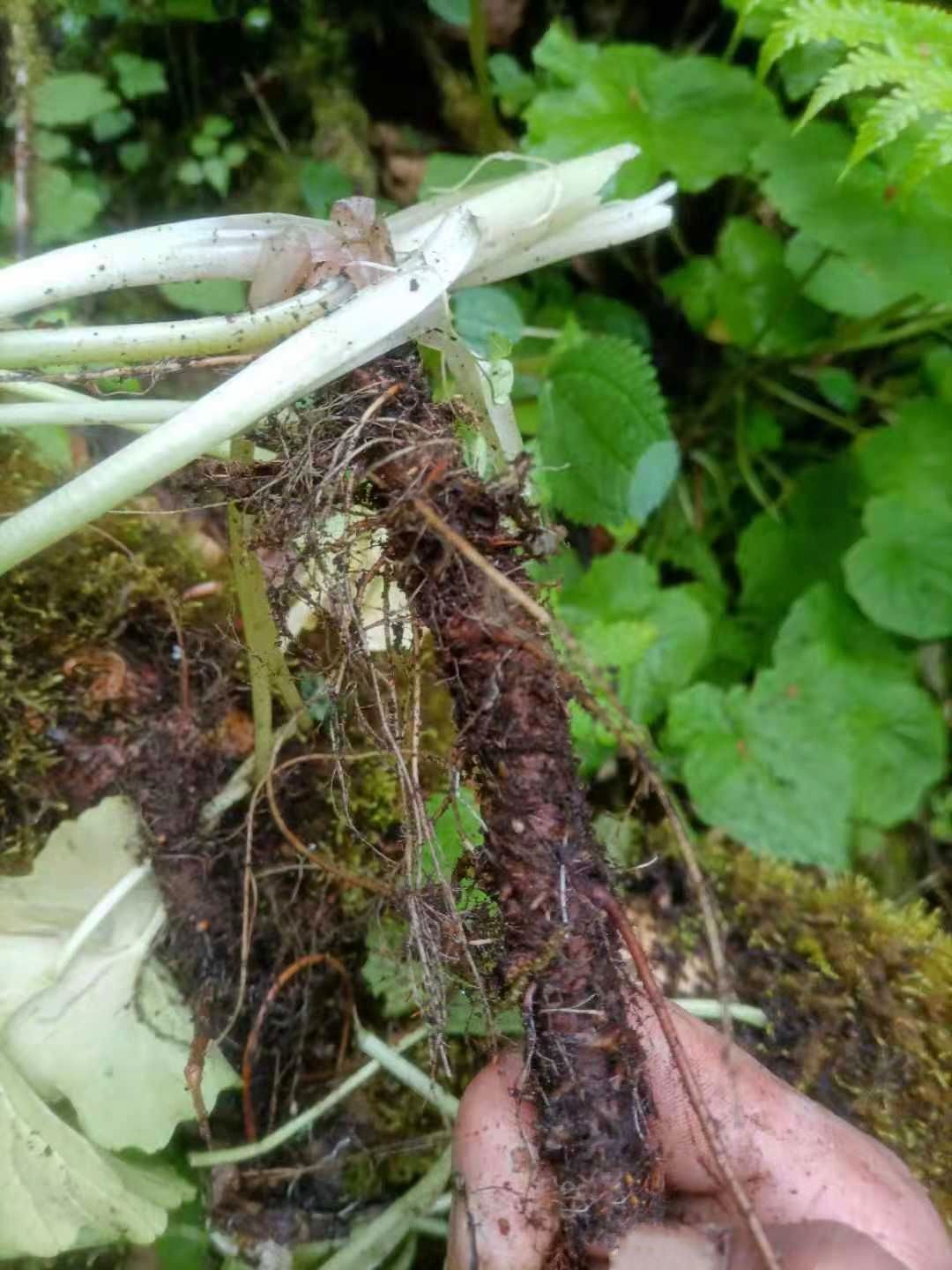 山萮菜  野山葵