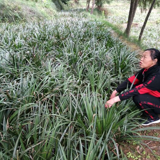 营山县菖蒲苗 石菖蒲  苗，产地直销，易管理，生命强∵‘
