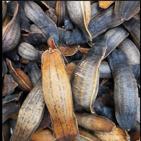 熟水蛭 炙水蛭 炒水蛭 烫水蛭干 制水至中药材蚂蝗正品