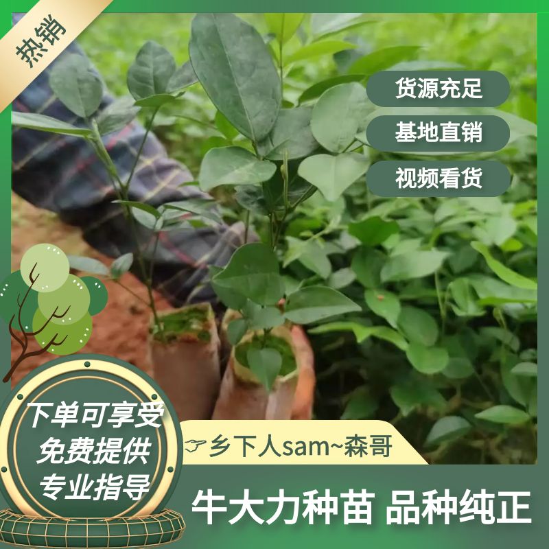 三丫苦  三叉苦种苗