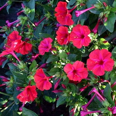 紫茉莉种子  花种草茉莉红茉莉地雷花夜饭花籽家庭阳台庭院