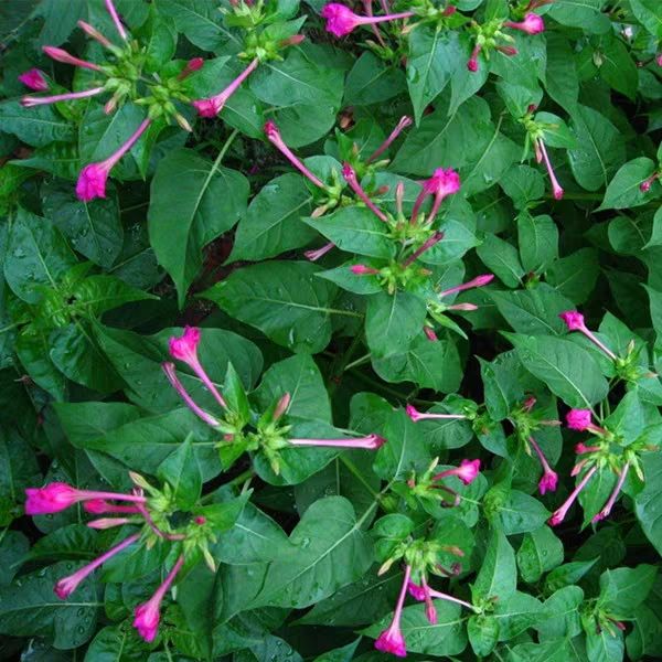 紫茉莉种子  花种草茉莉红茉莉地雷花夜饭花籽家庭阳台庭院