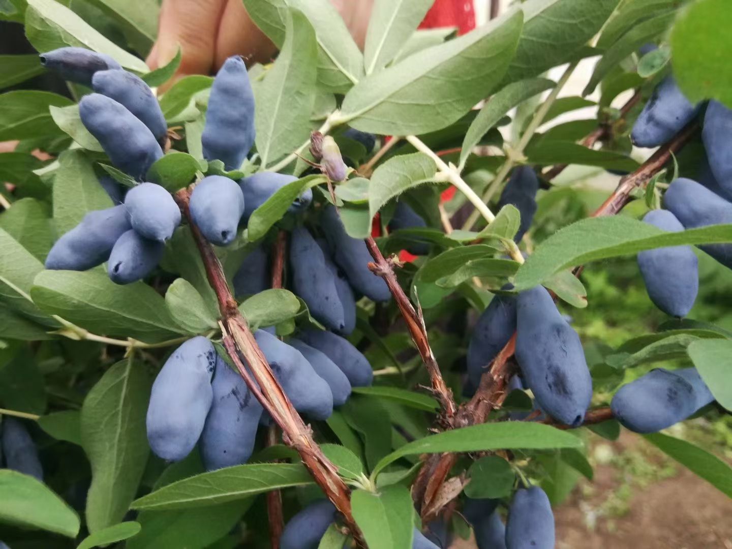 白山蓝靛果苗新品种大果，口感甜度大高度50公分以上