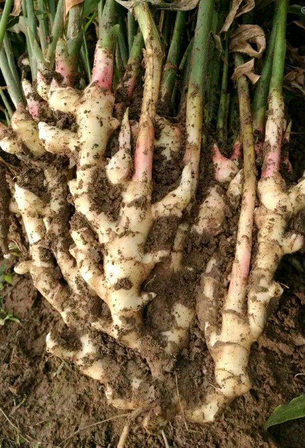 【姜种】高产姜种 催芽姜种 山农一号 保出芽率技术支持