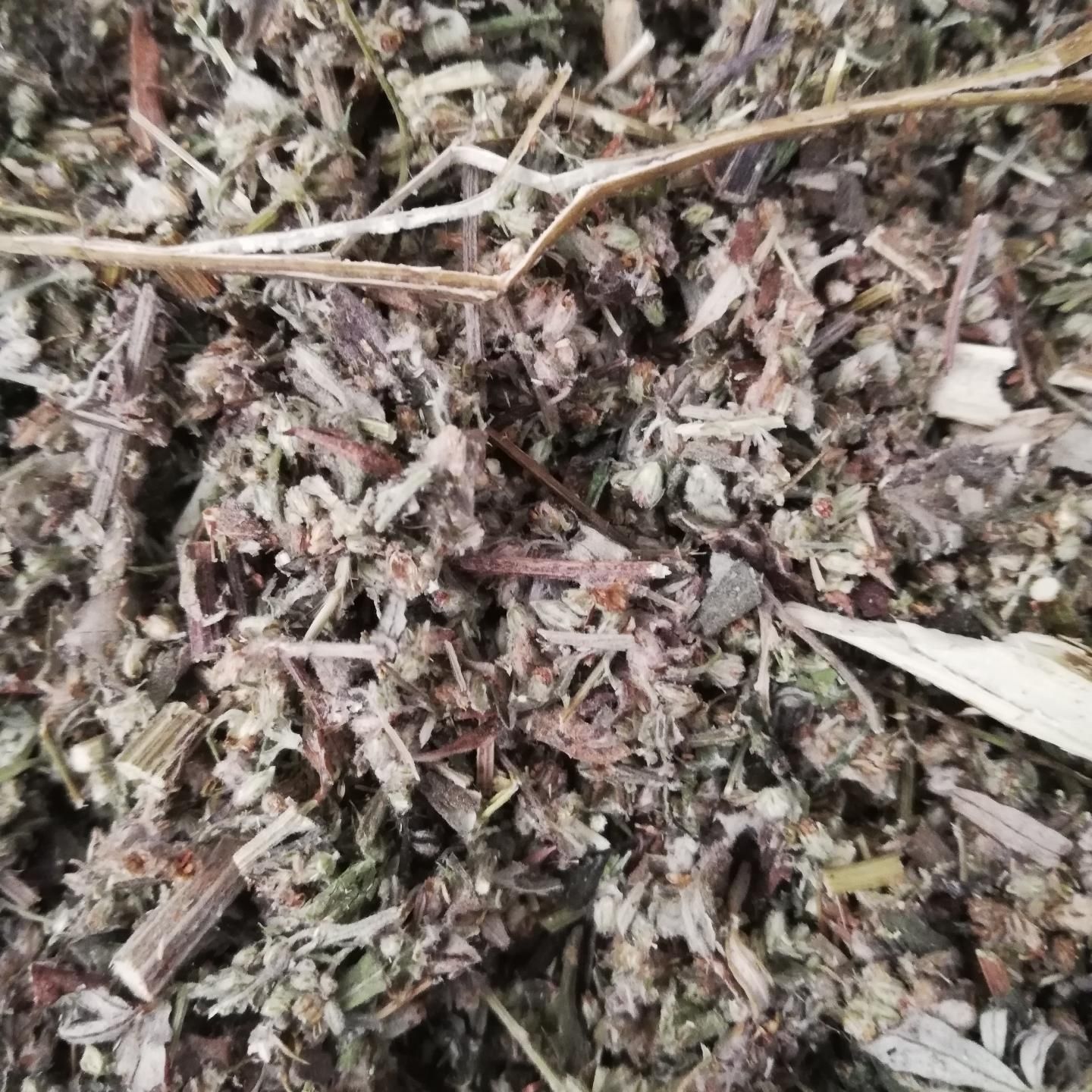 艾草种子食用驱蚊草艾叶种籽野生大小叶艾蒿青蒿种植四季驱蚊