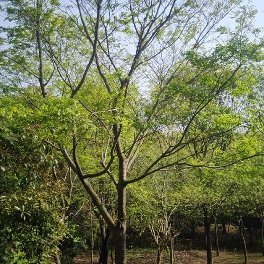 九江小叶朴 朴树