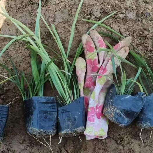 青州市麦冬草 