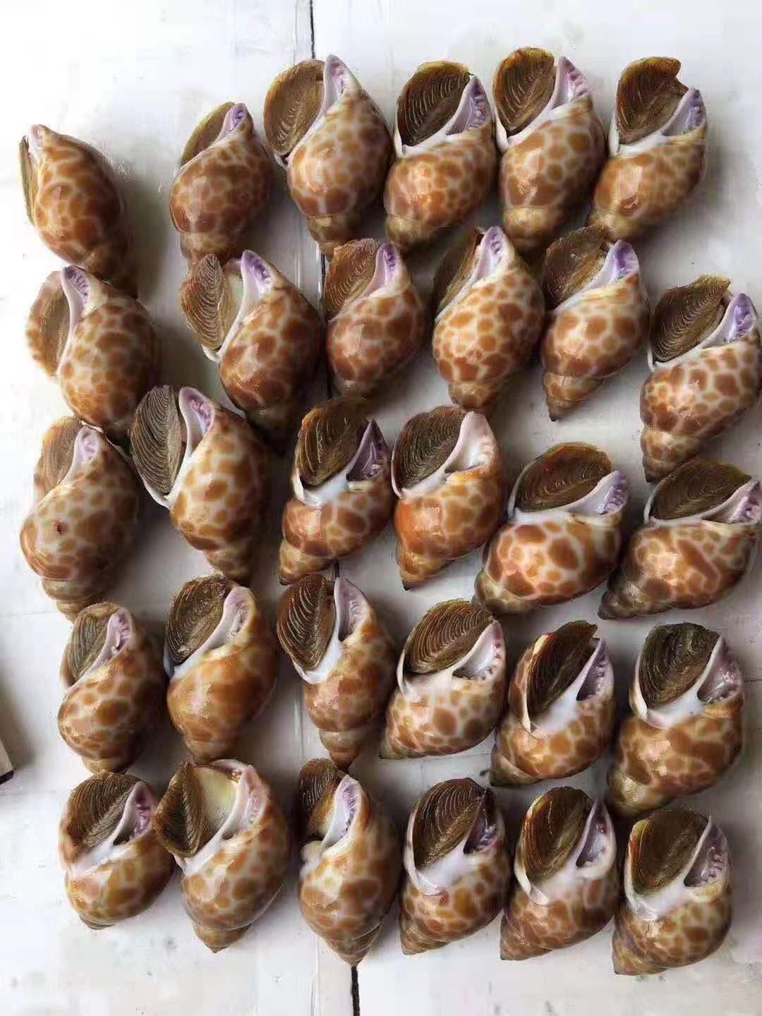  花螺，长尾花螺，无沙花螺，一手货源，货源充足，量大从优，