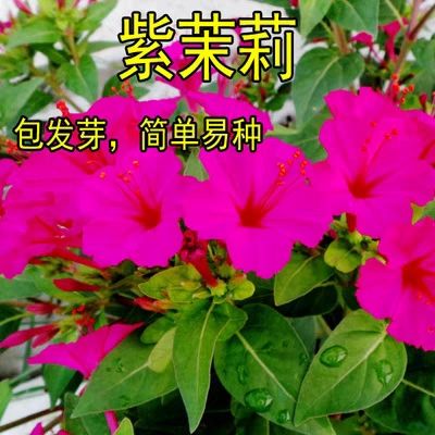 紫茉莉种子  花种草茉莉红茉莉地雷花夜饭花籽家庭阳台庭院