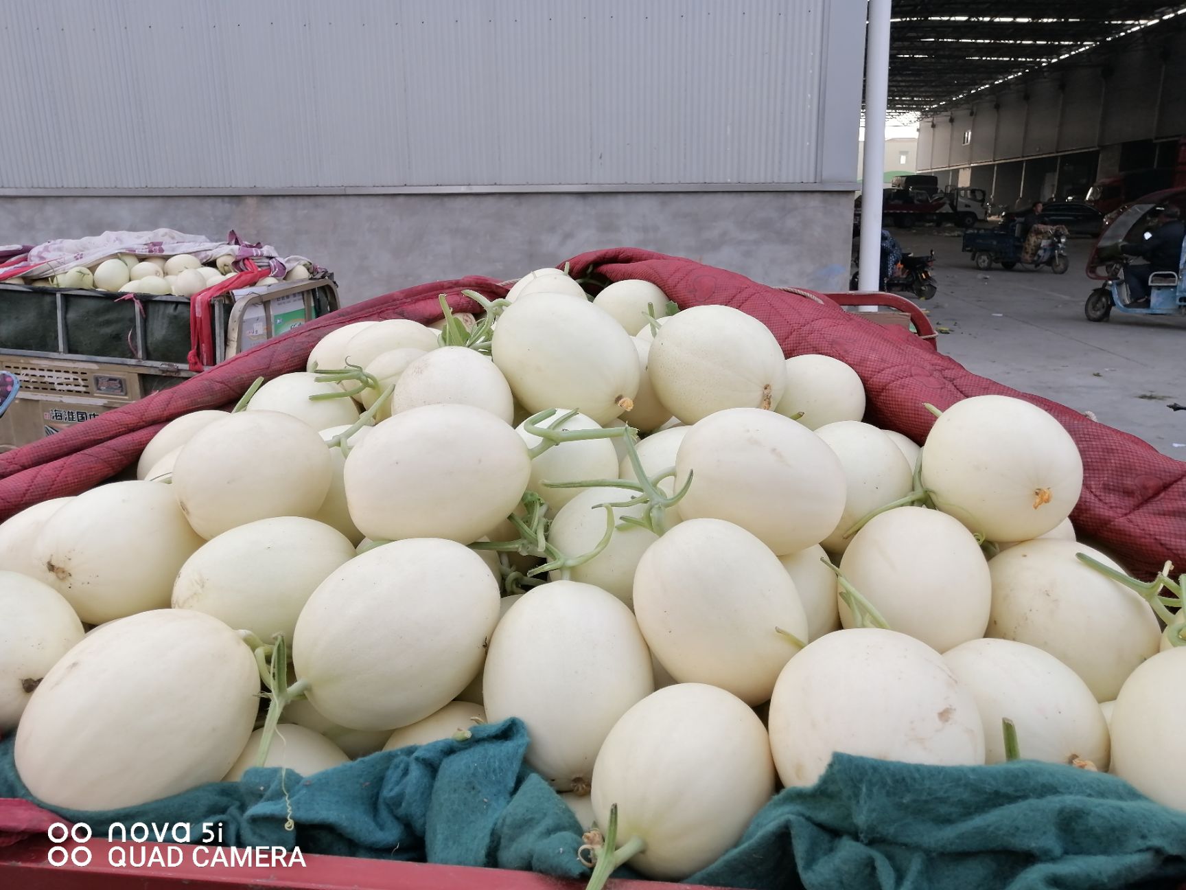 东方蜜甜瓜  市场乱不乱？客户说了算，客户说好才是好，只有好