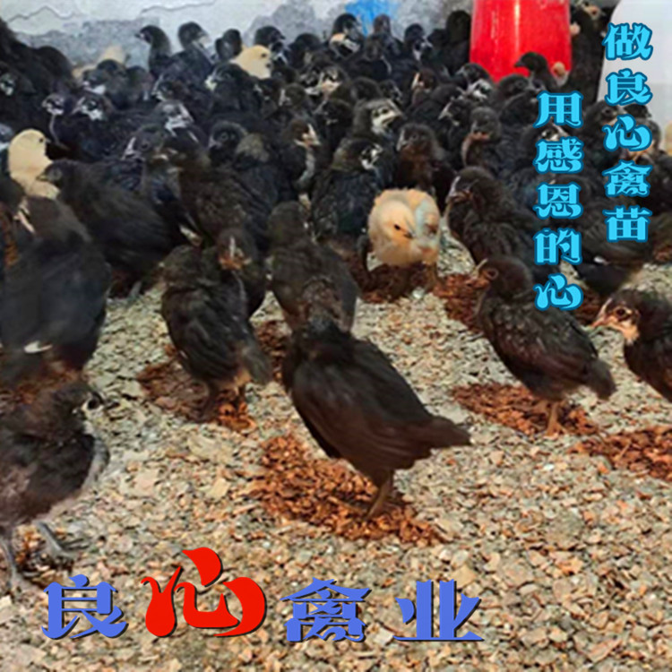 脱温五黑鸡苗场地直卖脱温一个月五黑鸡苗架子鸡中鸡苗运输包损耗