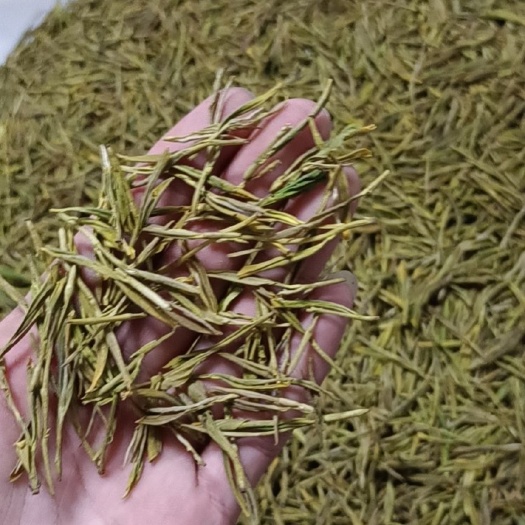 松阳县黄金茶  口粮茶黄金叶