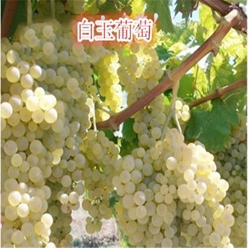 葡萄盆栽