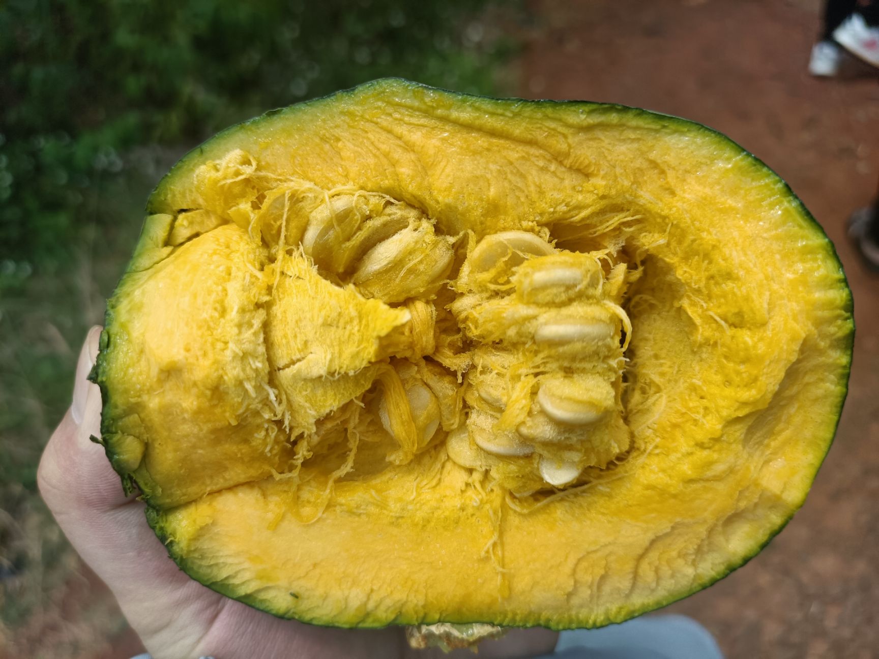  精品板栗南瓜新鲜上市，量大够粉够面