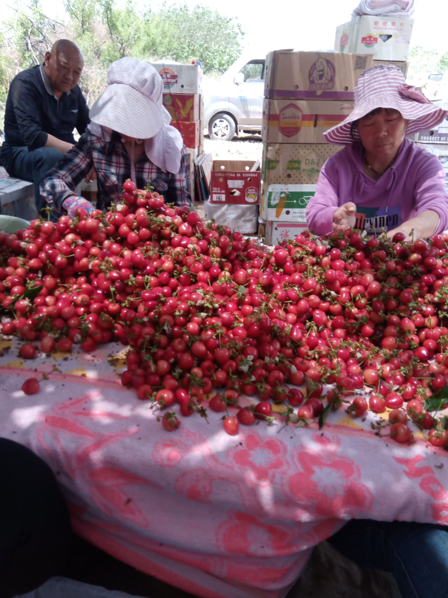  冷棚萨米脱樱桃