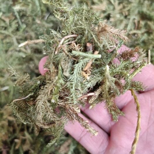 玉林伸筋草中药材批发零售正品舒筋草马尾生筋草筋骨草石松狮2斤起发