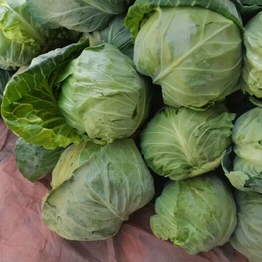 博爱县绿包菜  甘蓝，精品甘蓝，基地直供