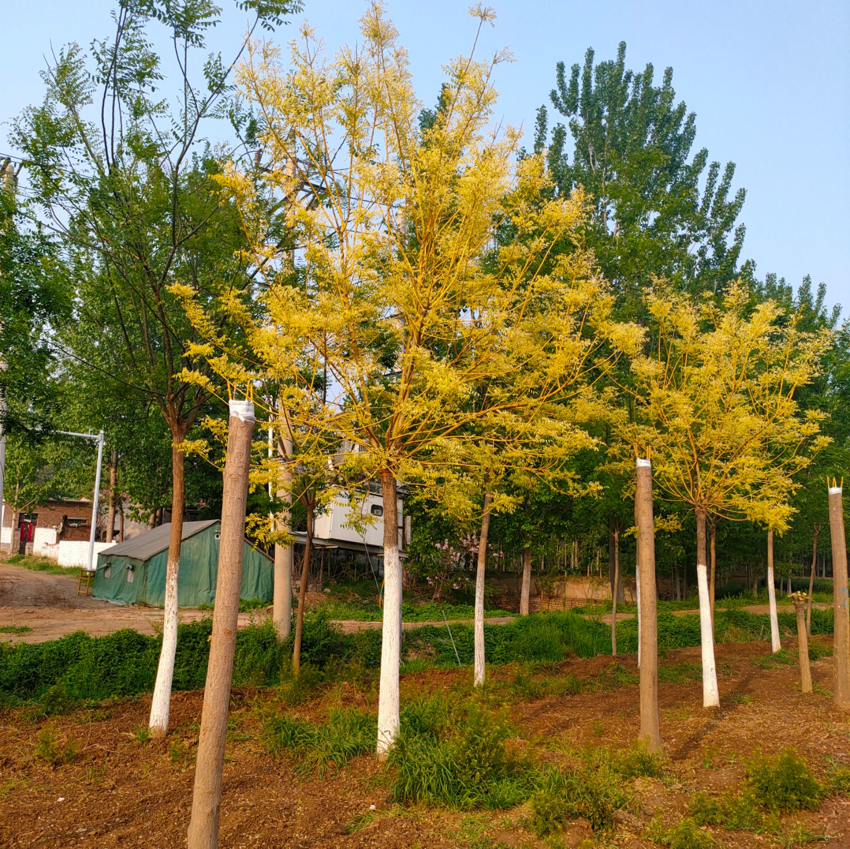 8-9-10公分金枝槐