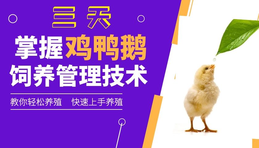 咨询服务  养鸡养鸭养鹅育雏技术养殖课程，足不出户学习家禽养殖技术