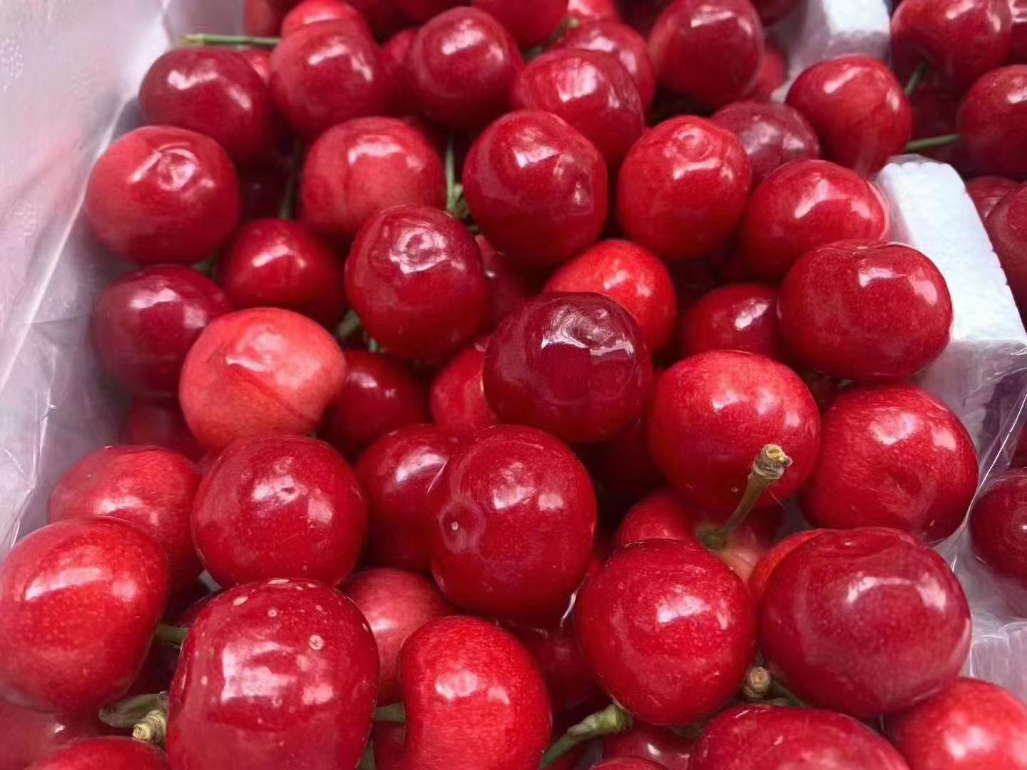 红灯樱桃 汶川车厘子