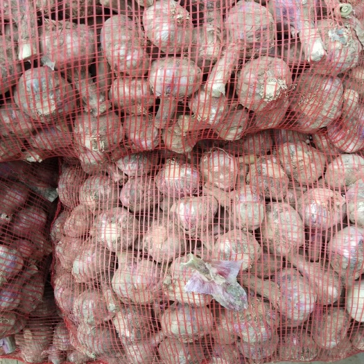 商丘红皮蒜  紫皮鲜大蒜上市，质量好，个头均匀，货源充足，
