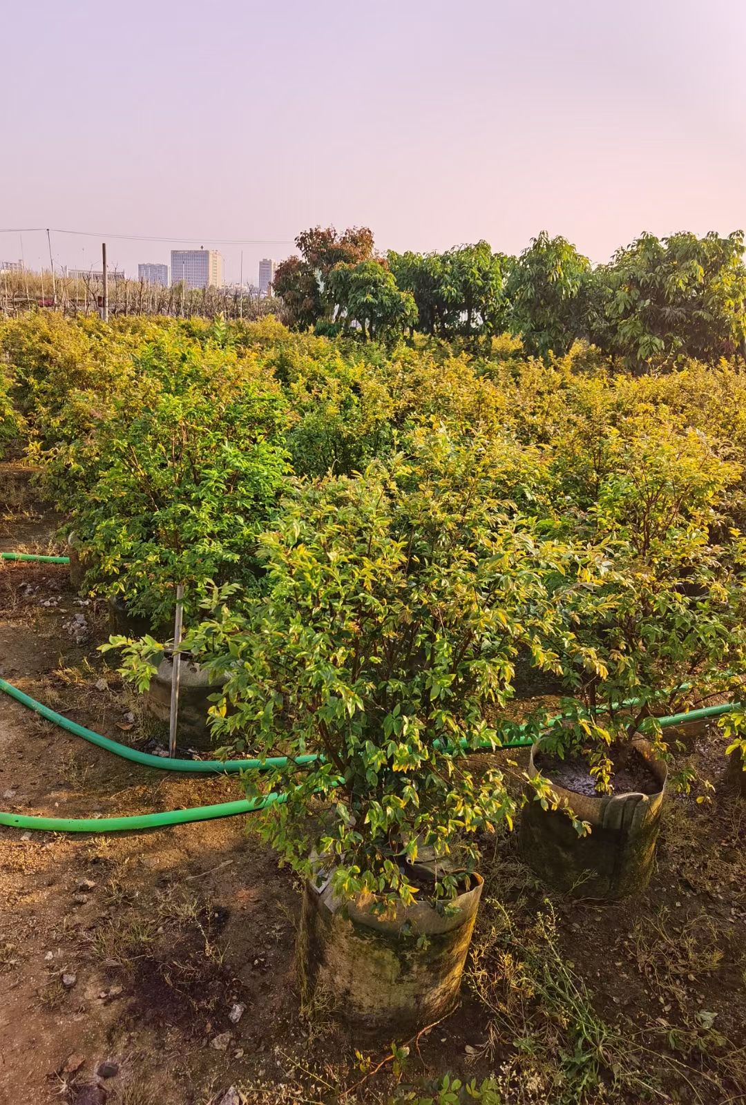 嘉宝果苗  嘉宝果