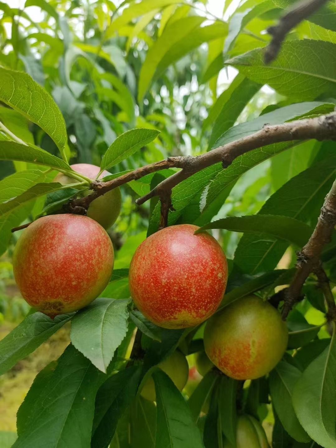 早熟518油桃