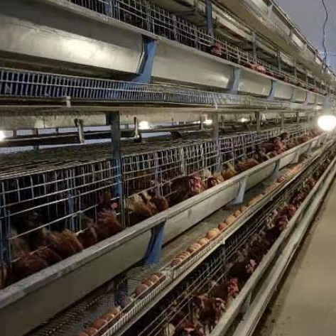 西平县厂家直销:蛋鸡笼，育雏笼，肉鸡笼全自动养鸡设备。一体化售后服